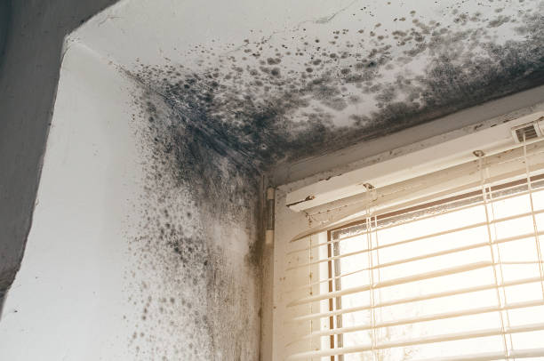 Affordable Mold Remediation solutions in Mantoloking, NJ